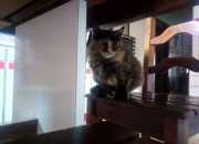 英雄联盟总决赛时间-西班牙铁骑碾碎里昂堡垒，劳塔罗读秒绝杀诠释致命定义