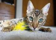 英雄联盟总决赛赛程-当锡安轰垮华盛顿长城，一次不可思议的跨联赛胜利