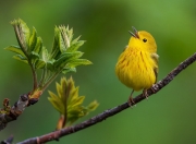 英雄联盟总决赛门票-42+10+8，塔图姆末节19分导演逆转秀！波波维奇战术板被他一人撕碎
