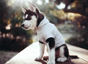 LOL决赛-疾速之夜与磐石之心，当F1街道赛遇见约基奇的稳定哲学