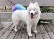 英雄联盟总决赛门票-格列兹曼那脚射门，如雨果的诗句一般悬在记忆穹顶