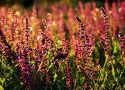 LOL赛事-铁血压迫与孤星闪耀，勒沃库森体系暴力下的伊布式解答