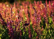 LOL赛事-铁血压迫与孤星闪耀，勒沃库森体系暴力下的伊布式解答