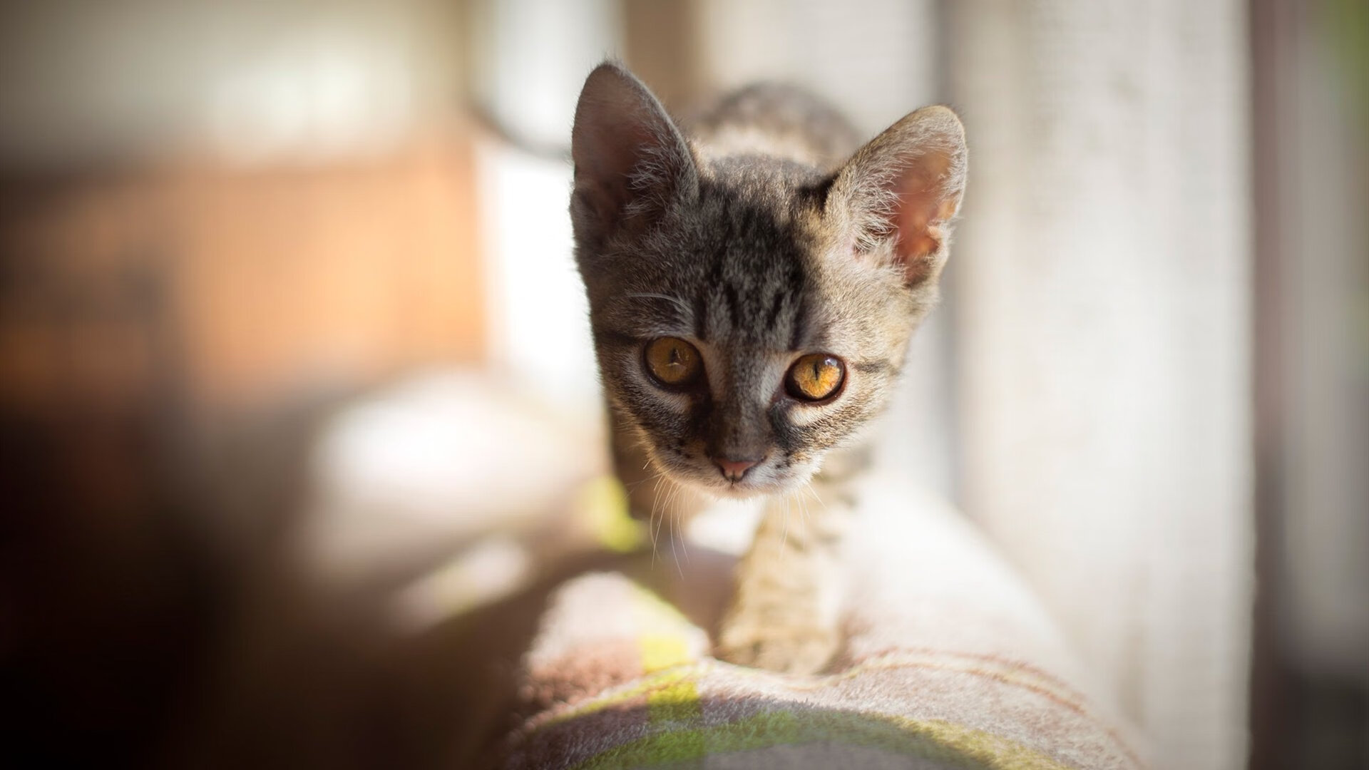 今夜属于阿尔及利亚,阿尔瓦雷斯一剑封喉,决胜局击沉黄色潜水艇