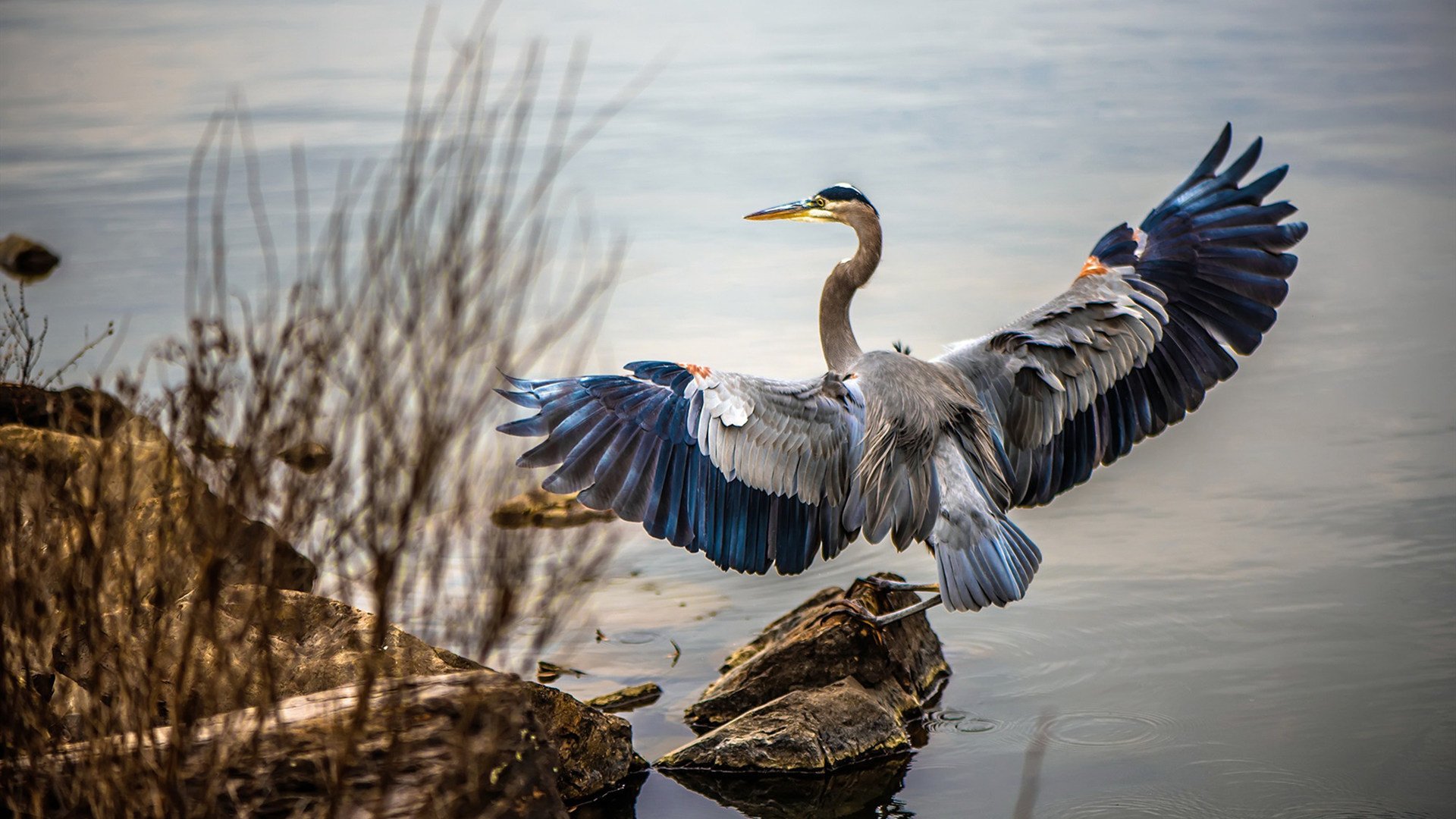 绝境铸传奇,从NBA西决生死战到勒沃库森的德意志逆转