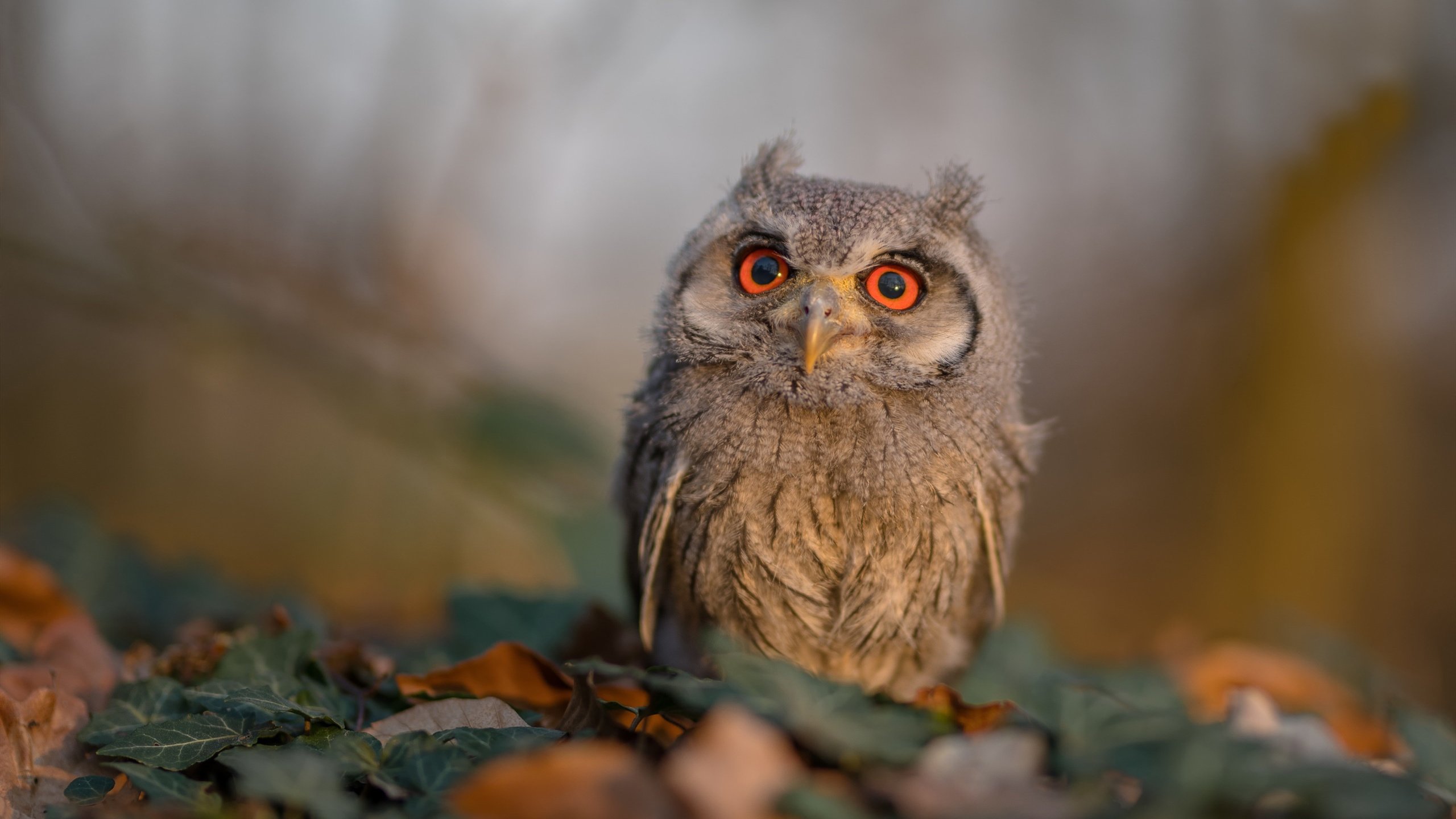 地球另一端的抢七爆冷,当独行侠跨越半个地球狙击山西霸主