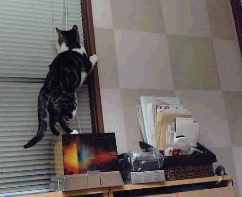 当枫叶遇见向日葵，卡瓦哈尔一球定音，足球联结战火与和平