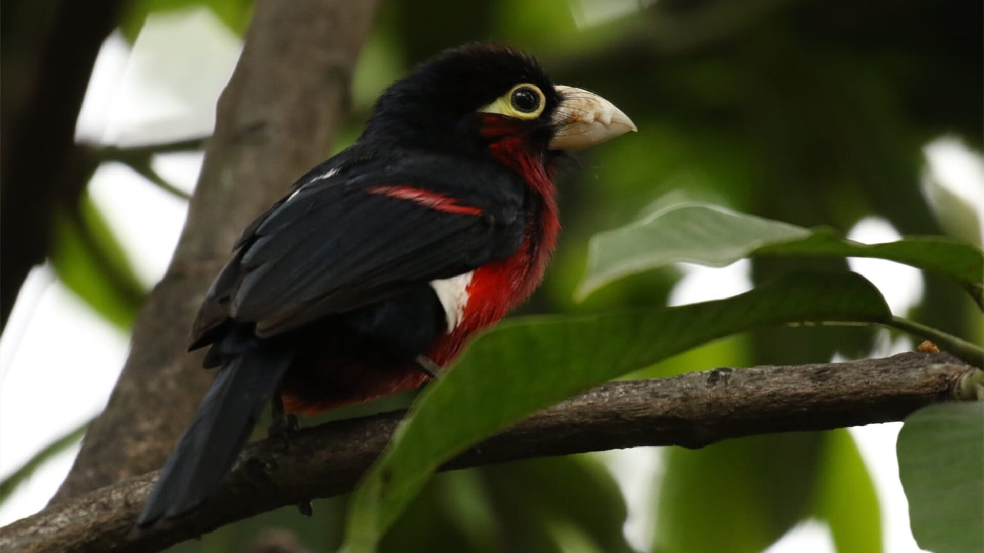 末节带走!广东队夏联爆冷马刺,西亚卡姆一攻一防定江山