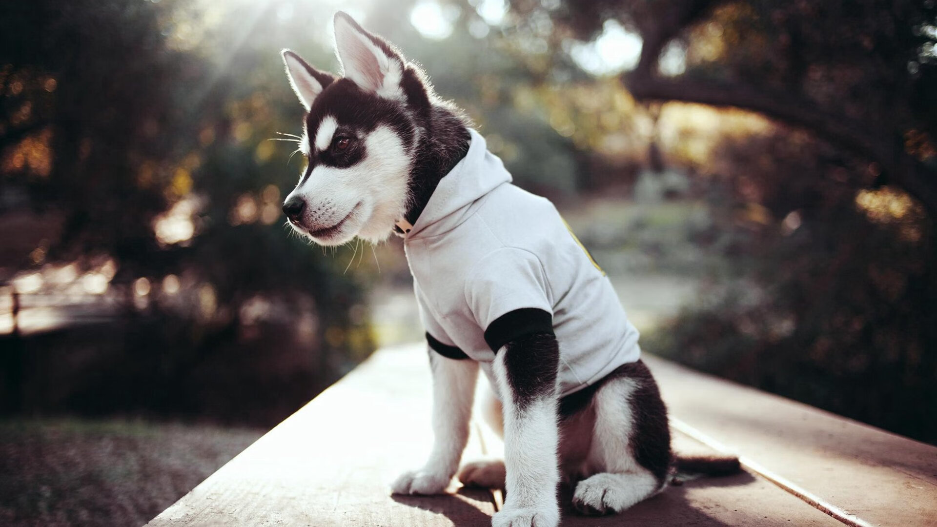 疾速之夜与磐石之心，当F1街道赛遇见约基奇的稳定哲学