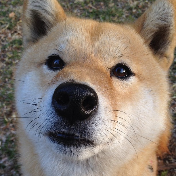 跨越地图的弧线,当本泽马的影子笼罩智利与伊朗之战
