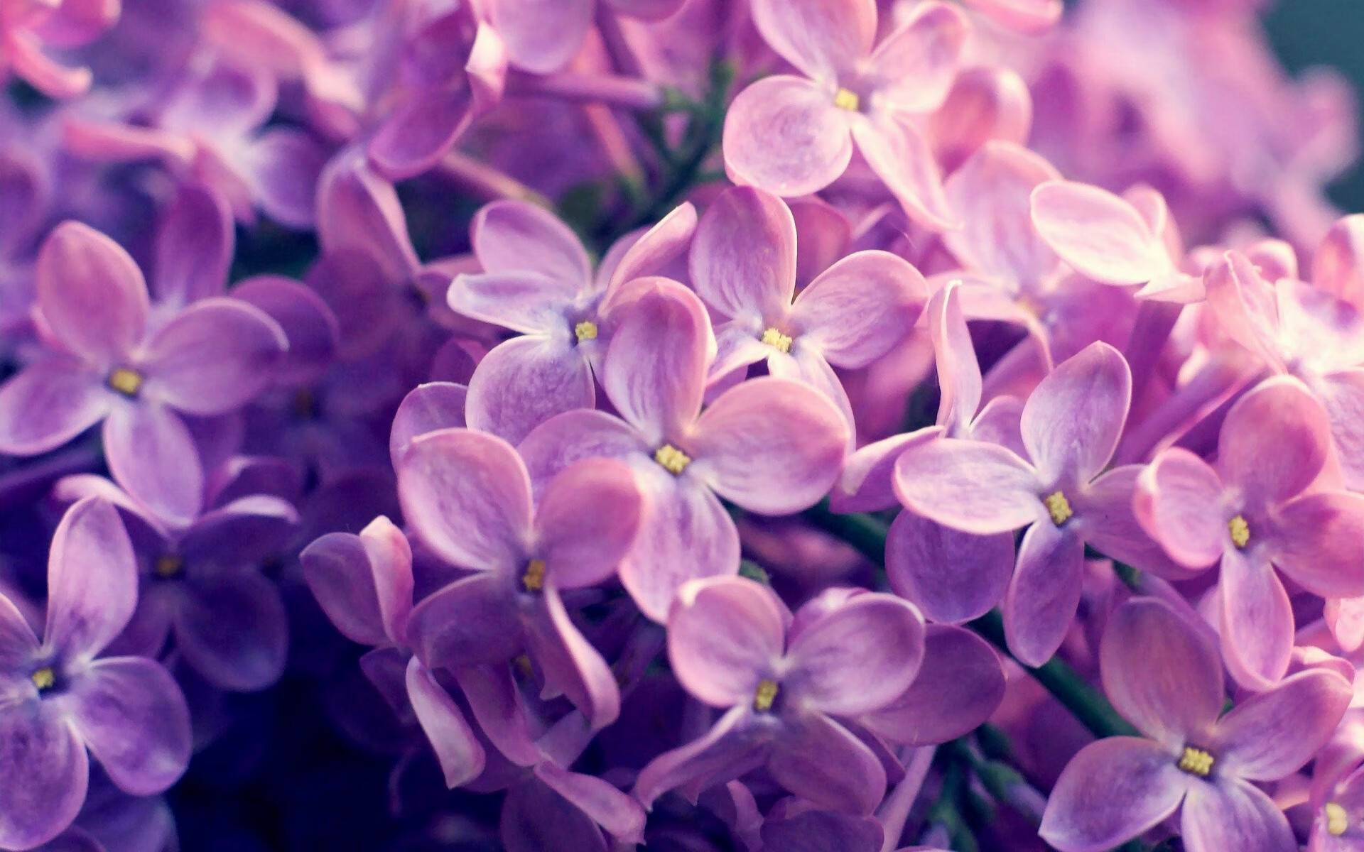 卢卡库过人表现无解，佛罗伦萨力克袋鼠军团迎生死战曙光