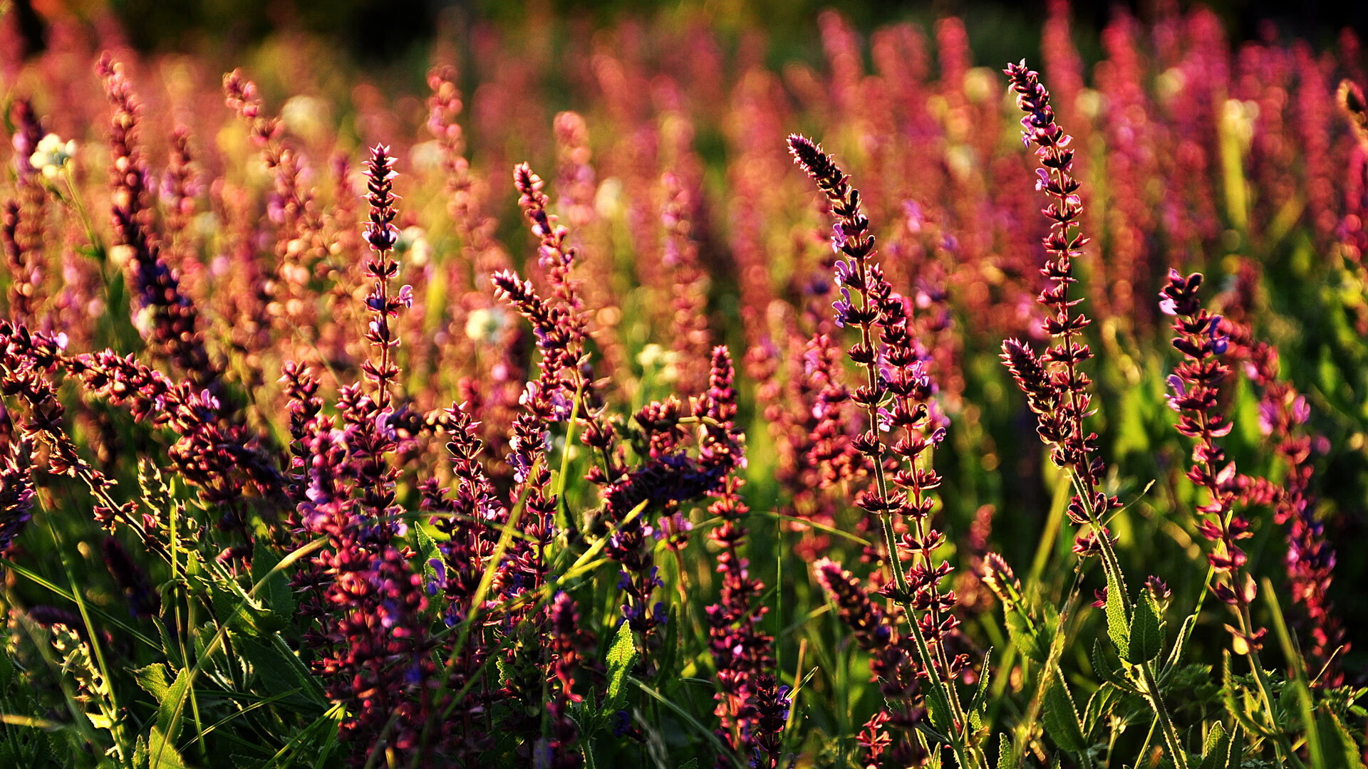 铁血压迫与孤星闪耀，勒沃库森体系暴力下的伊布式解答
