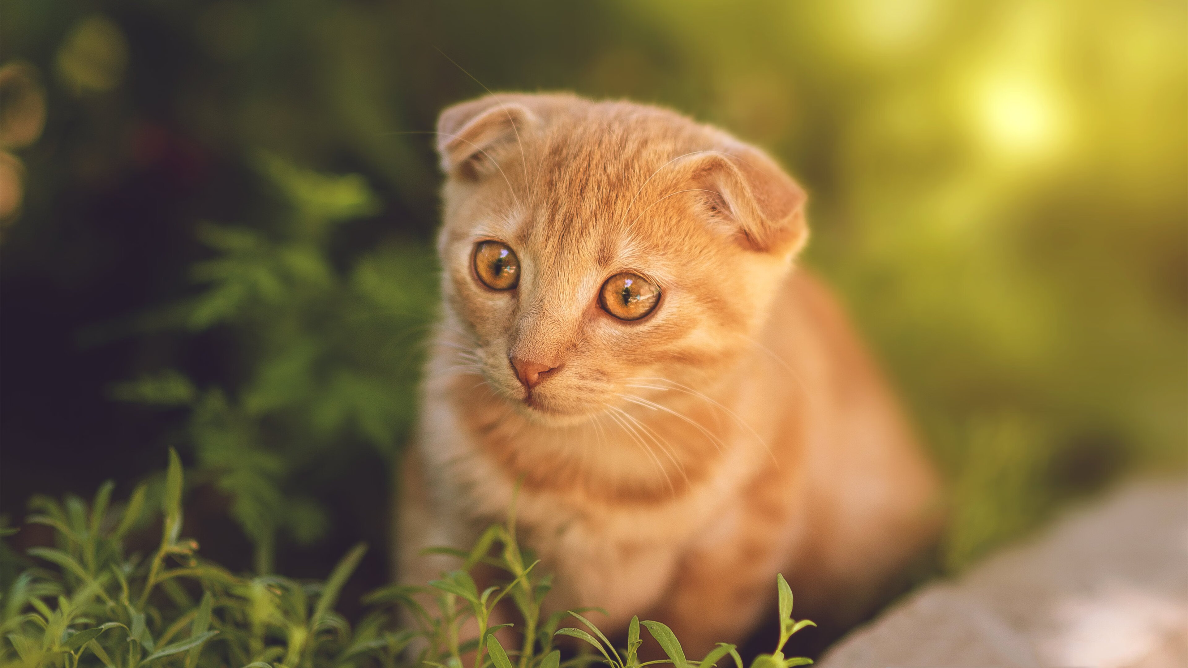 纸灯笼防线，当阿克在抢七之夜徒手撕裂钢铁洪流