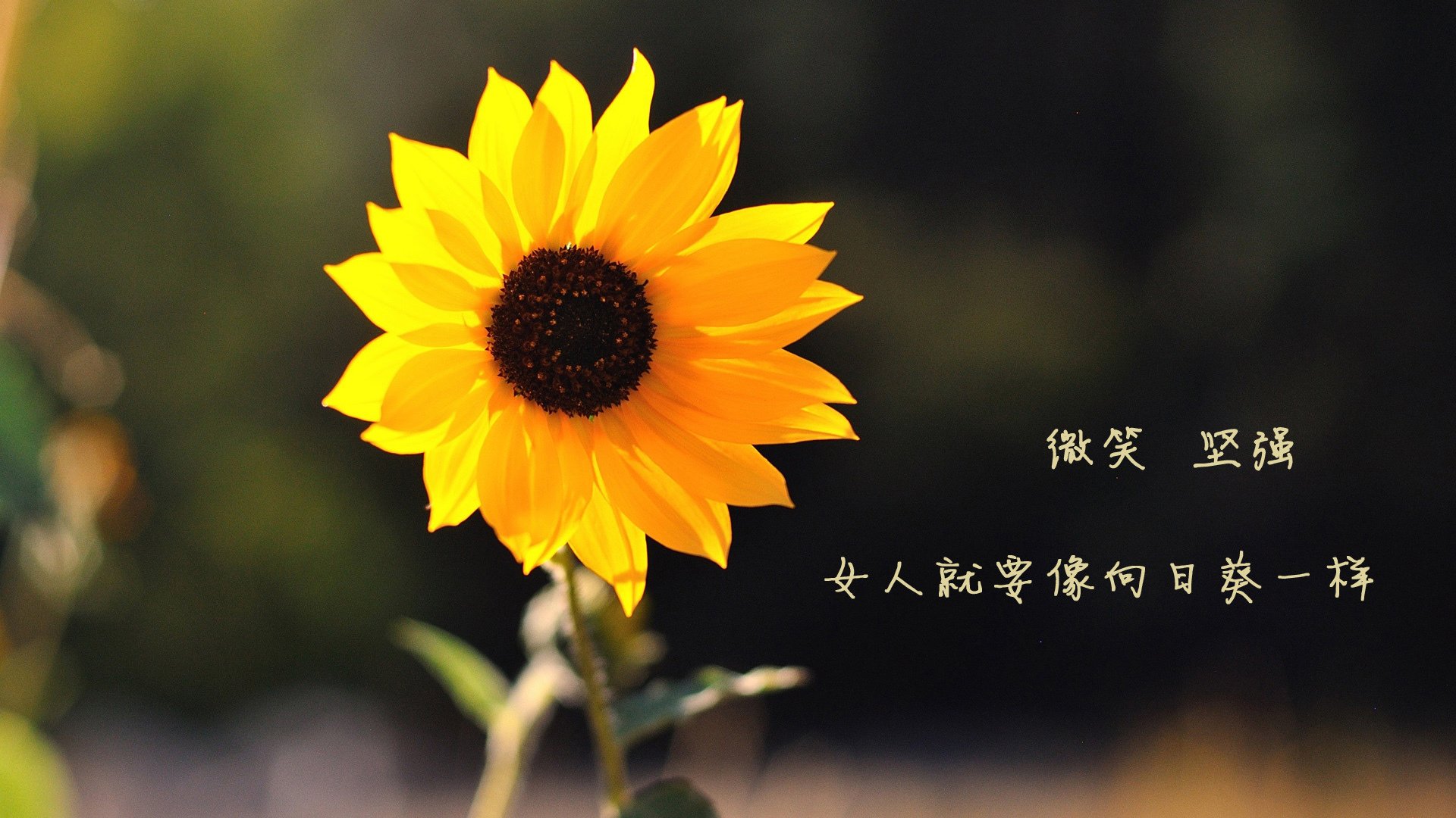 命运之约,2026世界杯B组,托纳利的压哨绝杀书写巴西与丹麦的宿命对决